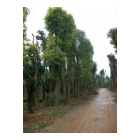 供沅益香樟樹。沅益香樟樹價(jià)格圖