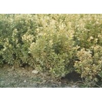 大量供應(yīng)小葉黃楊、大葉黃楊、金葉女貞等綠化苗木