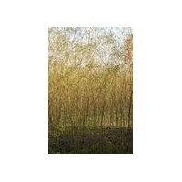 出售1-3公分金絲柳 香花槐 漳河柳 垂柳