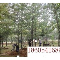 出售銀杏樹(shù)苗木
