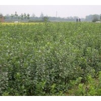 基地直銷：扶芳藤.衛(wèi)矛.龍柏.紅瑞木.灑金柏.金葉女貞.紅葉小檗.