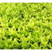 供應(yīng)綠化苗子、金葉女貞苗，冬青苗，黃楊苗，月季苗