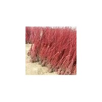 專售紅瑞木，連翹