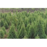 長期供應(yīng)金葉女貞、紅葉小檗、大葉黃楊、小葉黃楊、朝鮮黃楊