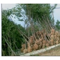 供應(yīng)大量 櫸樹 桂花