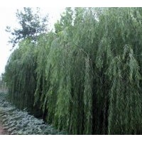 南京垂柳出售