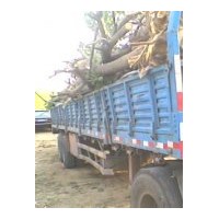 出售大規(guī)格千頭椿