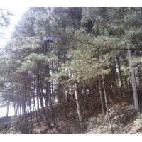 出售白皮松，欒樹