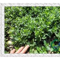 大葉黃楊苗大量供應(yīng)