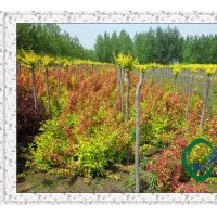 黃王子錦帶苗|黃王子錦帶供應(yīng)