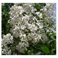 河北工程苗木花卉白丁香熱銷中