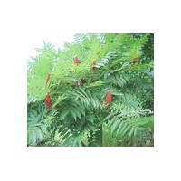 供應河北火炬樹 紫葉李、榆葉梅、碧桃、西府海棠