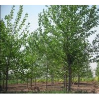 出售金葉榆 法桐