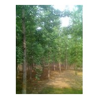 達(dá)豐銀杏最新供苗價格