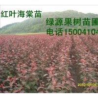 王族海棠苗 紅葉海棠苗