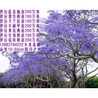供苗20cm以上高度藍花楹苗200萬株.皂角苗50萬株. 黃花槐苗200萬