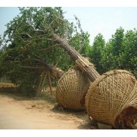 供應(yīng)銀杏樹 樹形好，量大，提供價(jià)格