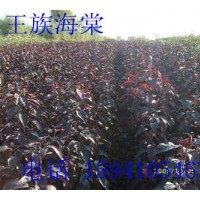 鐵嶺地區(qū)供應(yīng)王族海棠，王族海棠苗