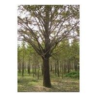 出售銀杏樹
