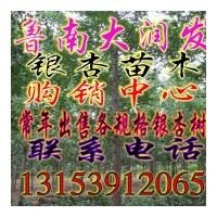 大潤發(fā)銀杏樹苗木基地