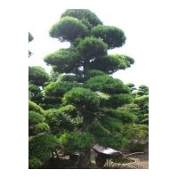 供應(yīng)盆景成都羅漢松苗木