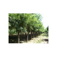 供應(yīng)國槐，欒樹，青桐,白蠟、紫葉李、榆葉梅
