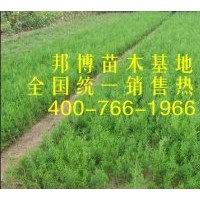 側(cè)柏小苗價(jià)格低 大量出售側(cè)柏苗