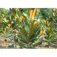 供紫葉李、國(guó)槐、金葉女貞、火棘、紅葉小 檗，紫微、桂花等百余