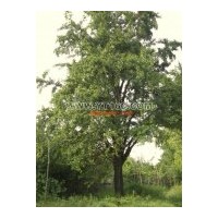 供5--50公分銀杏實生樹、嫁接樹、銀杏葉、銀杏茶、銀杏果