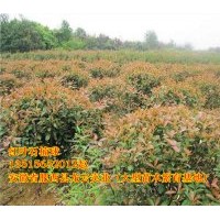 出售大葉女貞 紅葉李 紫薇 香樟 烏桕 石楠 廣玉蘭 樸樹 木瓜 無