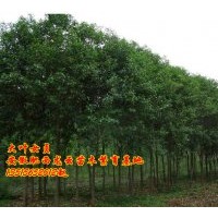 大葉女貞 香樟 紅葉李 烏桕 樸樹 三角楓 石楠 廣玉蘭