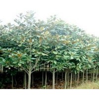 供應(yīng)大量精品廣玉蘭