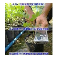 出售花旗木苗，粉花山扁豆苗，黃鐘花苗，紅花風(fēng)鈴苗，海紅豆苗