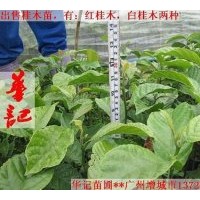 出售桂木苗，大葉胭脂苗，紅花風(fēng)鈴苗，黃鐘花苗