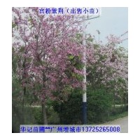 出售宮粉紫荊苗，黃槐苗，盆架子苗，雞冠刺桐苗
