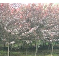 常年出售各類喬木：紫葉李 櫻花 西府海棠