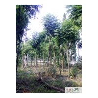 成都低價苗木藍(lán)花楹