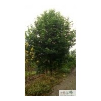 成都低價供應樂昌含笑 成都苗木樂昌含笑