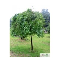 成都低價苗木龍爪槐