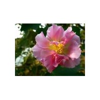 供應 木芙蓉 規(guī)格在3-4-5-8-10cm