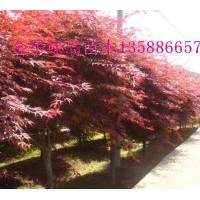 出售紅楓