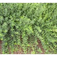 供應(yīng)扶芳藤，金邊扶芳藤，小葉扶芳藤 ,金葉扶芳藤 ，大葉扶芳藤