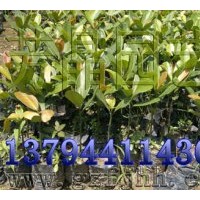 出售福木苗,菩提樹苗,花旗木苗,美麗木棉苗,菩提榕苗,肉桂苗