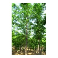 供應(yīng)銀杏 10cm－80cm實(shí)生、嫁接、銀杏樹