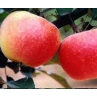 供蘋果苗等國樹果苗