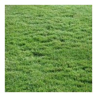 草坪供應(yīng) 草坪卷