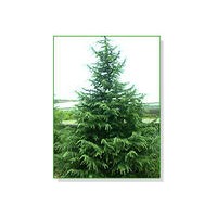 基地供應(yīng)雪松，廣玉蘭，香樟等各種綠化苗木