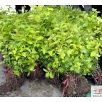 成都金葉女貞供應(yīng)