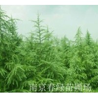 銷售南京雪松綠化苗木