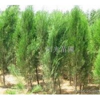 出售各種規(guī)格白皮松.油松